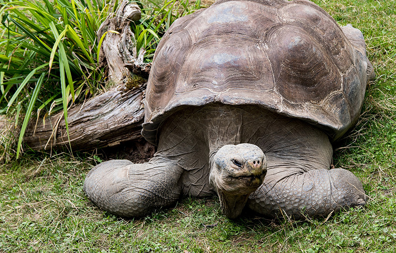 5 Animali Più Veloci Del Nostro Pianeta